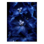 Blue Vintage Delphinium Postcard
