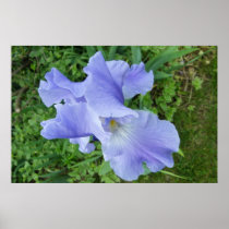 Blue-Violet Iris Poster Print