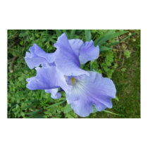 Blue-Violet Iris Poster Print posters