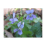 Blue Violets Postcard