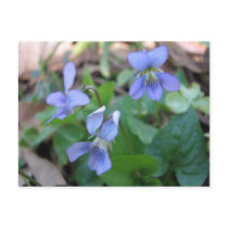 Blue Violets Postcard