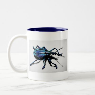 Blue Weevil Beetle