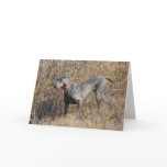 Blue Weimaraner in a field cards