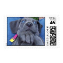 Blue Weimeraner postage by jojoluvschevy Blue Weimeraner postage