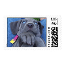 Blue Weimeraner postage by jojoluvschevy Blue Weimeraner postage