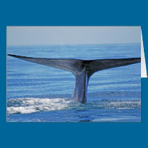 Blue Whale Fluke cards
