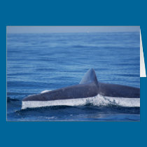 Blue Whale Fluke II cards