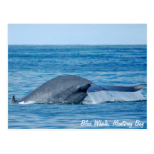 Blue Whale Postcard