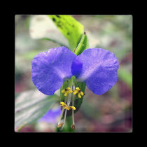 Blue Wild Flower magnets