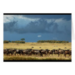 Blue Wildebeest (GNU) Masai Mara Kenya card