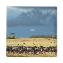 Blue Wildebeest (GNU) Masai Mara Kenya magnet by Rowood Blue Wildebeest (GNU) Masai Mara Kenya magnet