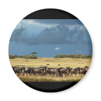 Blue Wildebeest (GNU) Masai Mara Kenya magnets by Rowood Blue Wildebeest (GNU) Masai Mara Kenya magnets