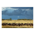 Blue wildebeest (gnu) migration poster, print, pic