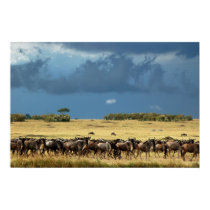 Blue wildebeest (gnu) migration poster, print, pic by Rowood Blue wildebeest (gnu) migration poster, print, pic