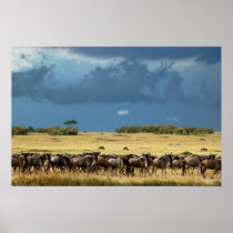 Blue wildebeest (gnu) migration poster, print, pic