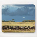 Blue Wildebeest migration Masai Mara mousepads