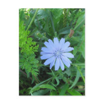 Blue Wildflower Postcard by mulberry1 Blue Wildflower Postcard