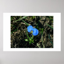 Blue wildflower. posters