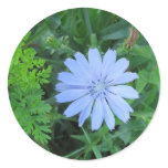 Blue Wildflower Sticker