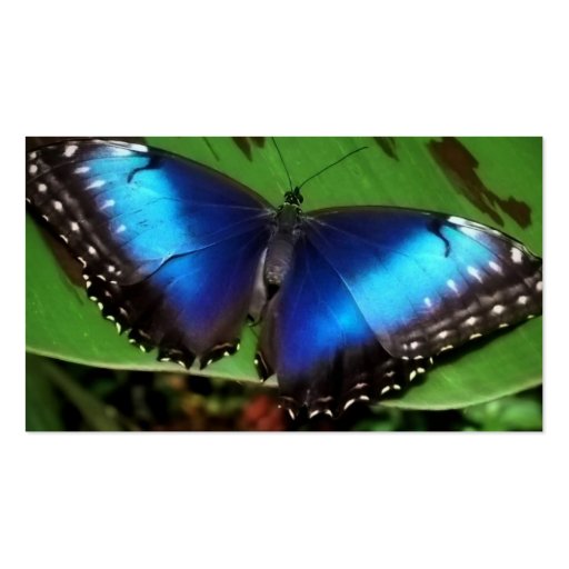 Blue Wing Butterfly Business Cards (back side)