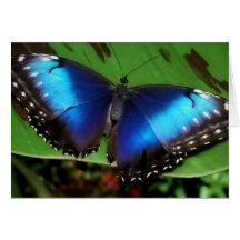 Blue Wing Butterfly Greeting Card