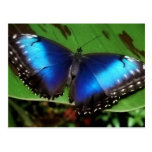 Blue Wing Butterfly Postcard