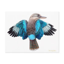 Blue Winged Kookaburra Postcard