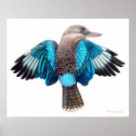 Blue Winged Kookaburra Print