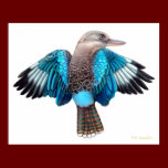 Blue Winged Kookaburra Print posters