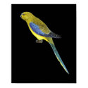 Blue-winged Parrot - Neophema chrysostoma posters by LisasLair Blue-winged Parrot - Neophema chrysostoma posters
