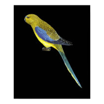 Blue-winged Parrot - Neophema chrysostoma posters