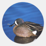 Blue-winged teal - drake round stickers