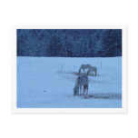 Blue Winter Horses Postcard
