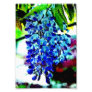 Blue Wisteria Photographic Print