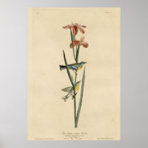 Blue Yellow backed Warbler Posters