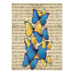 Blue & yellow butterrflies post cards