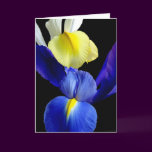 Blue & Yellow Iris Flowers #4b