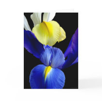 Blue & Yellow Iris Flowers #4b cards
