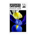 Blue & Yellow Iris Flowers #4b postage