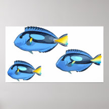 Blue & Yellow Tropical Fish Posters
