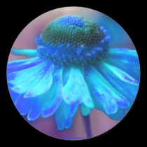 Blue Zinnia Flower Photography Sticker Label