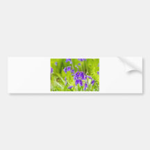 Bluebell 1.jpg bumper stickers