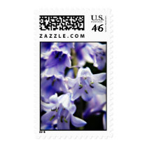 Bluebell flower postage stamps