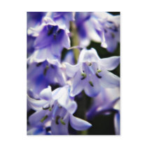 Bluebell flower postcard postcards
