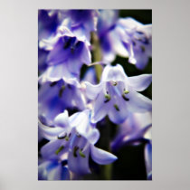 Bluebell flower print posters
