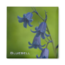 Bluebell Magnet