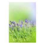 bluebell, bluebells, blubells, meadows, forest,