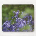 bluebell, wood, beautiful, blue, bells, bell,