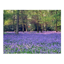 Bluebell Woods, England  flowers postcards