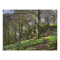 Bluebell Woods Photographic Print